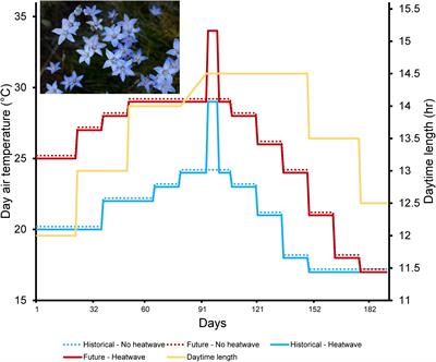 Tolerance of Warmer Temperatures Does Not Confer Resilience to Heatwaves in an Alpine Herb